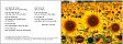 Leipziger Karte: Sonnenblumen, ohne Inneneindruck