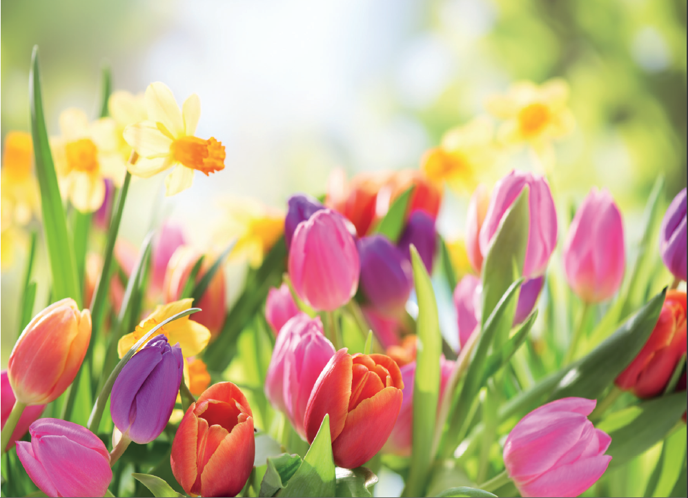 digitale Karte -Tulpen