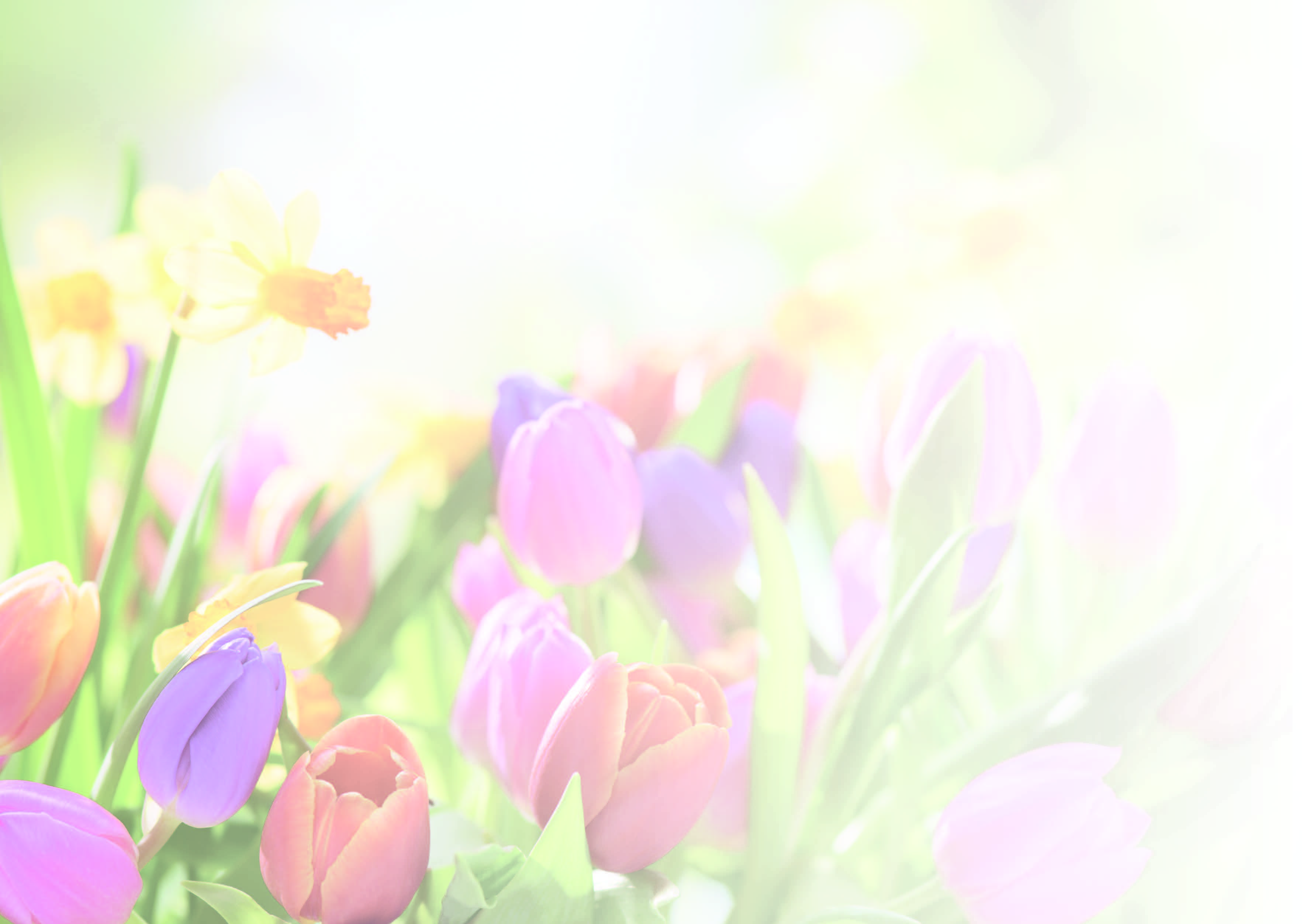 PC Faltschein - Tulpen
