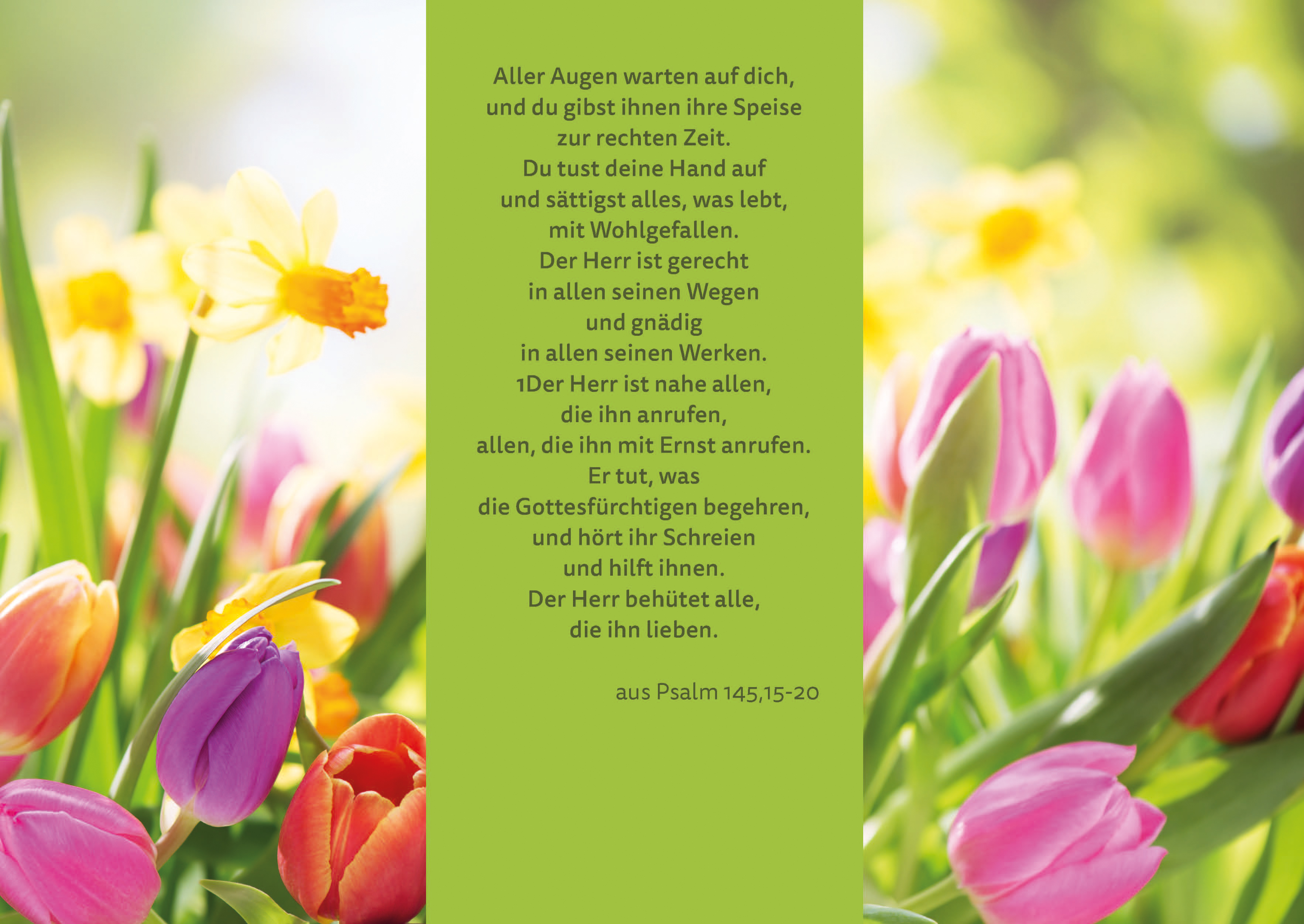 PC Faltschein - Tulpen