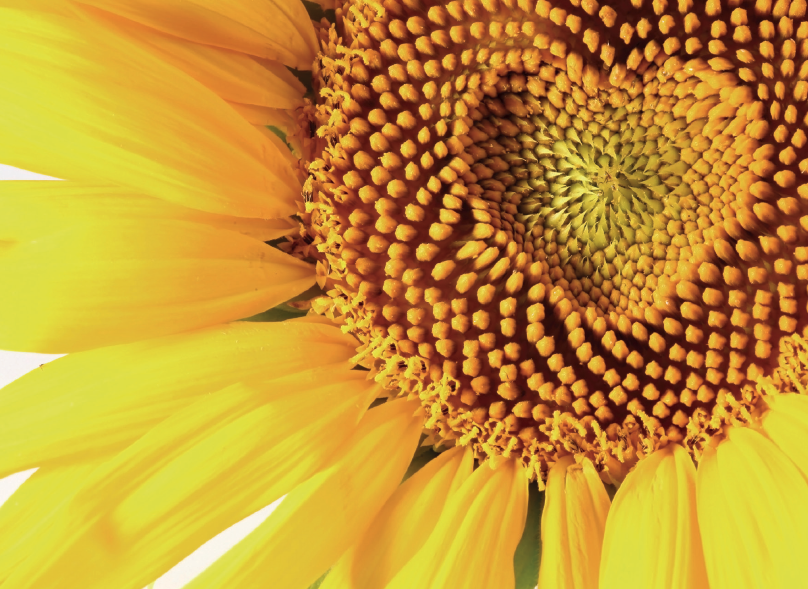 digitale Karte -Sonnenblume