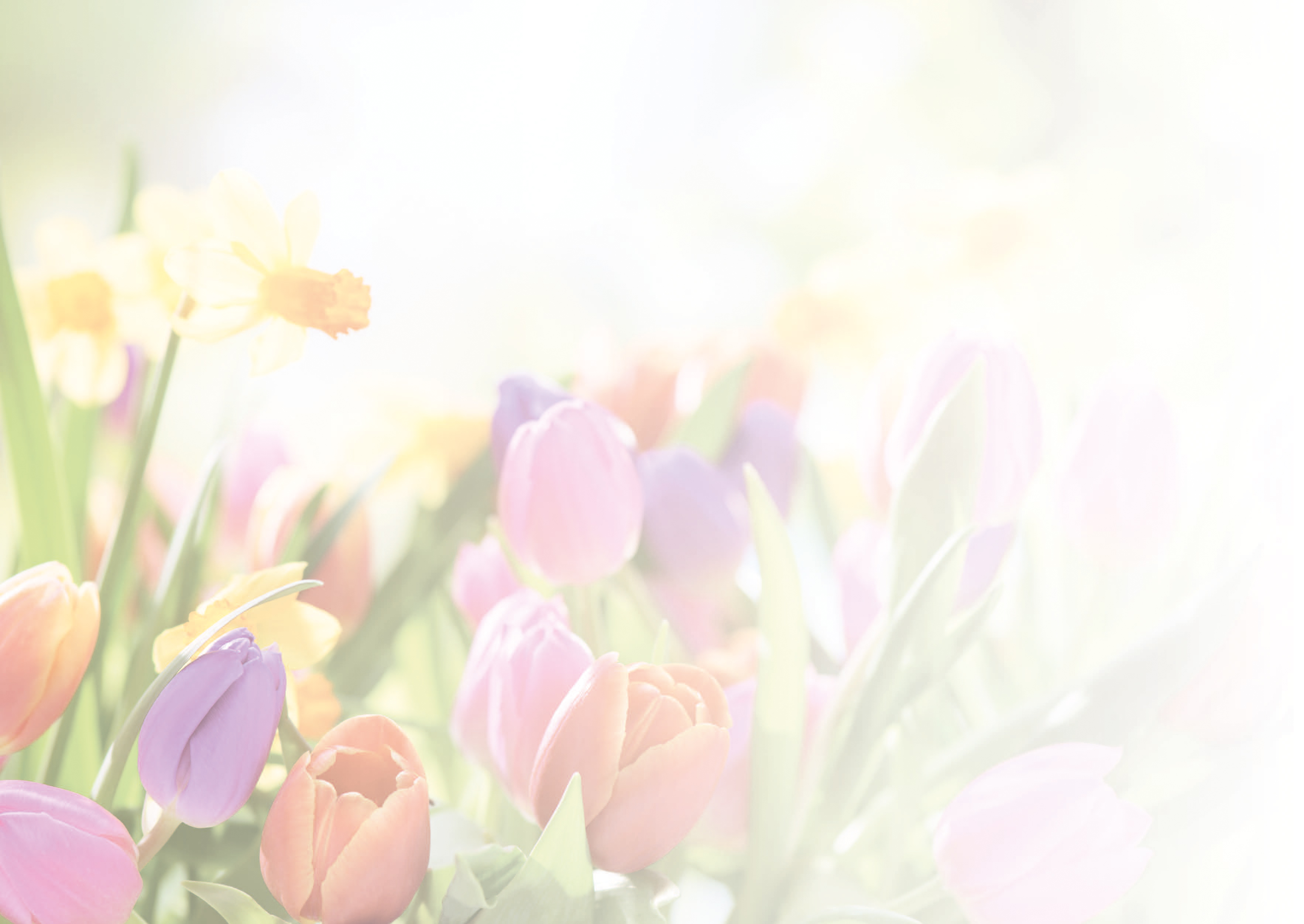 PC Faltschein - Tulpen